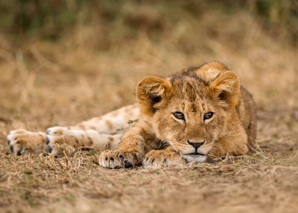 Adorable Lion Cub by Joanna W — canvas wall art