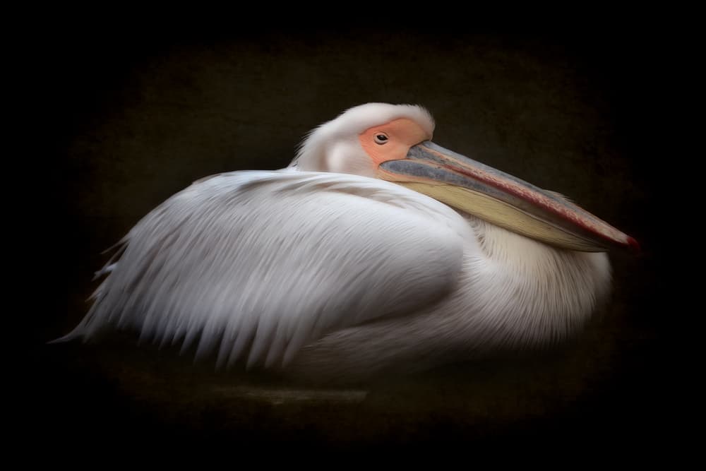 Peaceful White Pelican by Eiji Itoyama — canvas wall art