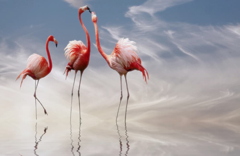 Pink Flamingos Reflections by Anna Cseresnjes — canvas wall art