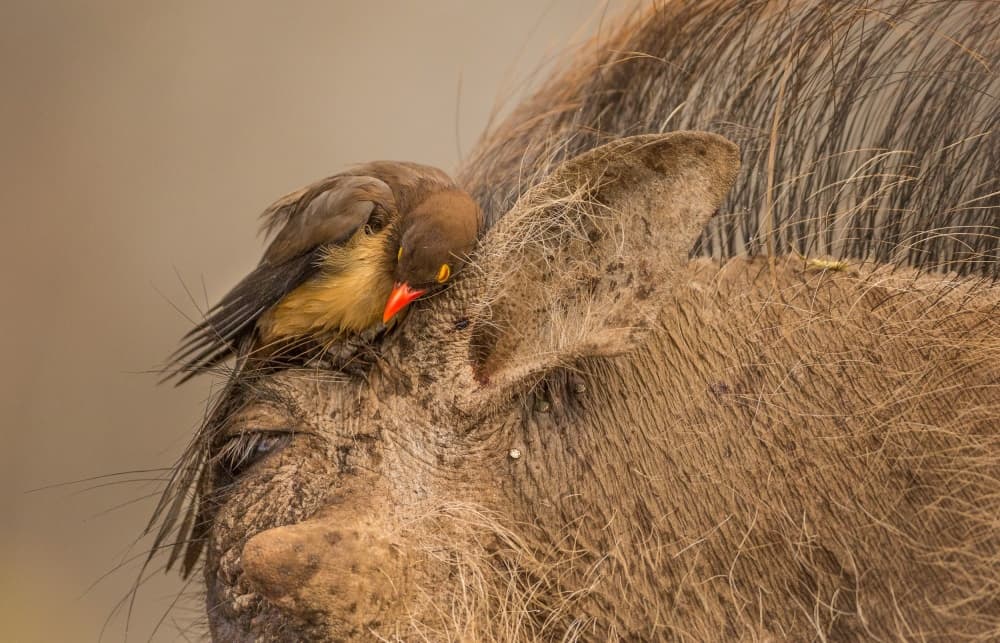 Warthog and Oxpecker by Jaco Marx — canvas wall art