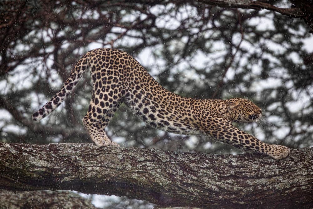 Leopard Stretching in Rain by Alessandro Catta — canvas wall art