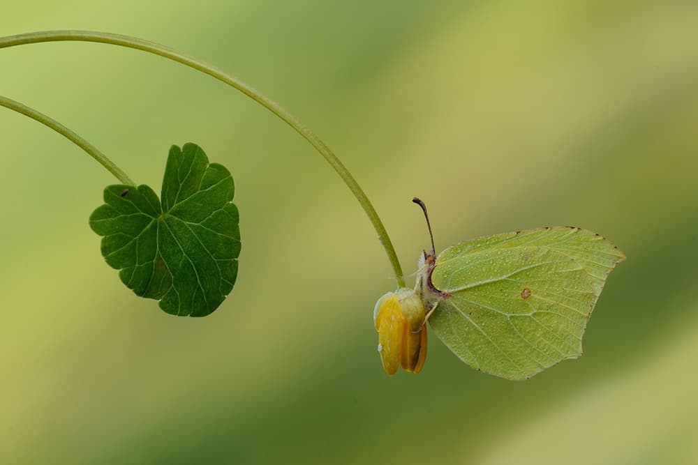 Green Butterfly Resting by Roberto Marini — canvas wall art