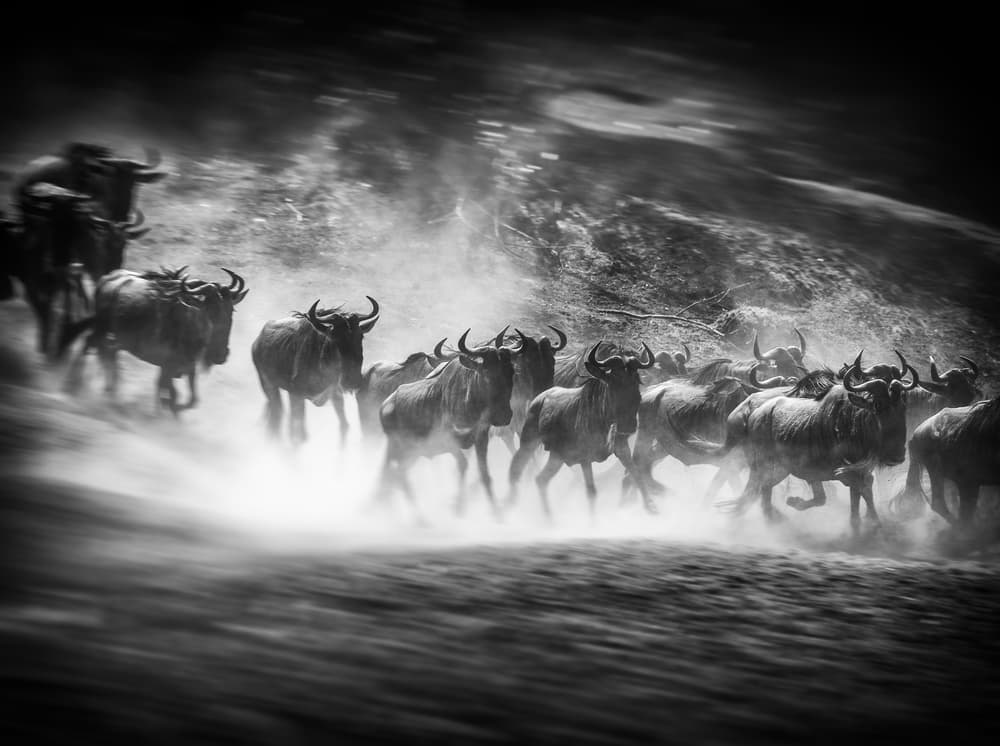 African Wildebeest Migration by Jaco Marx — canvas wall art