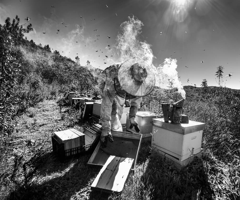 Beekeeper Smoking Bees by Agostinho Teixeira — canvas wall art