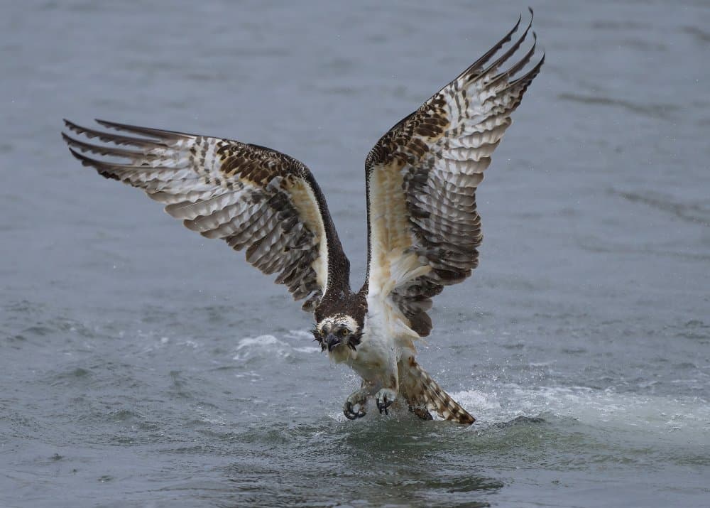 Osprey Catches Fish by Johnny Chen — canvas wall art