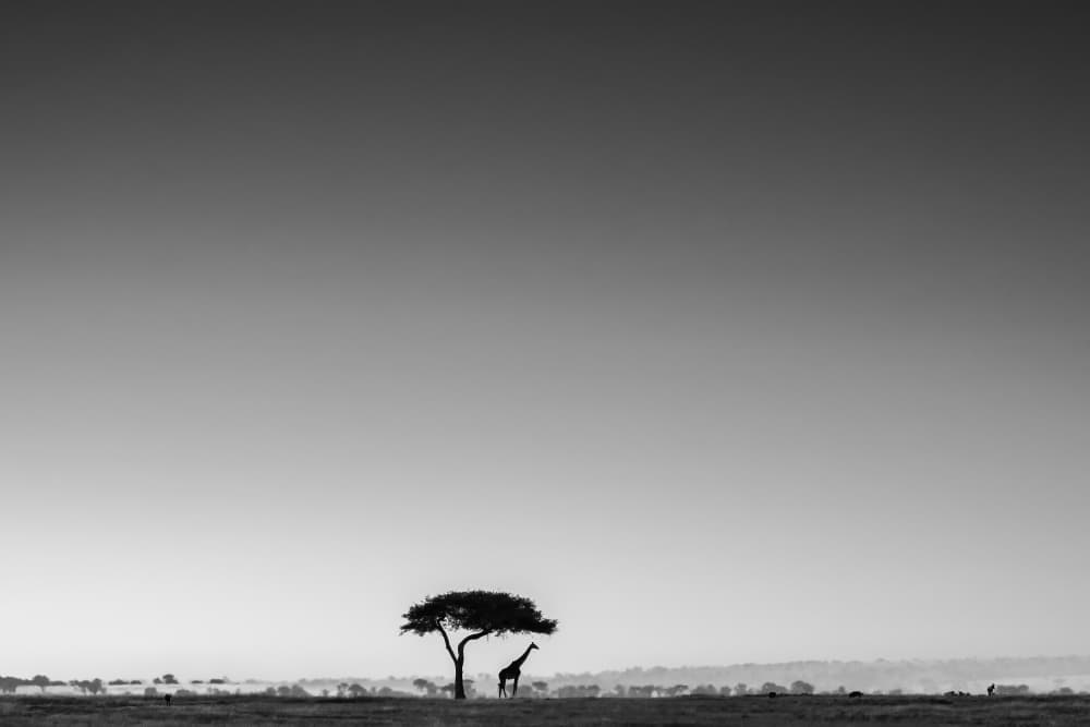 Lone Giraffe Savanna by Saikiran Bhagavatula — canvas wall art