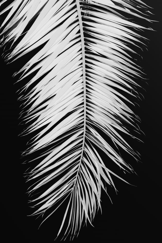Monochrome Palm Elegance