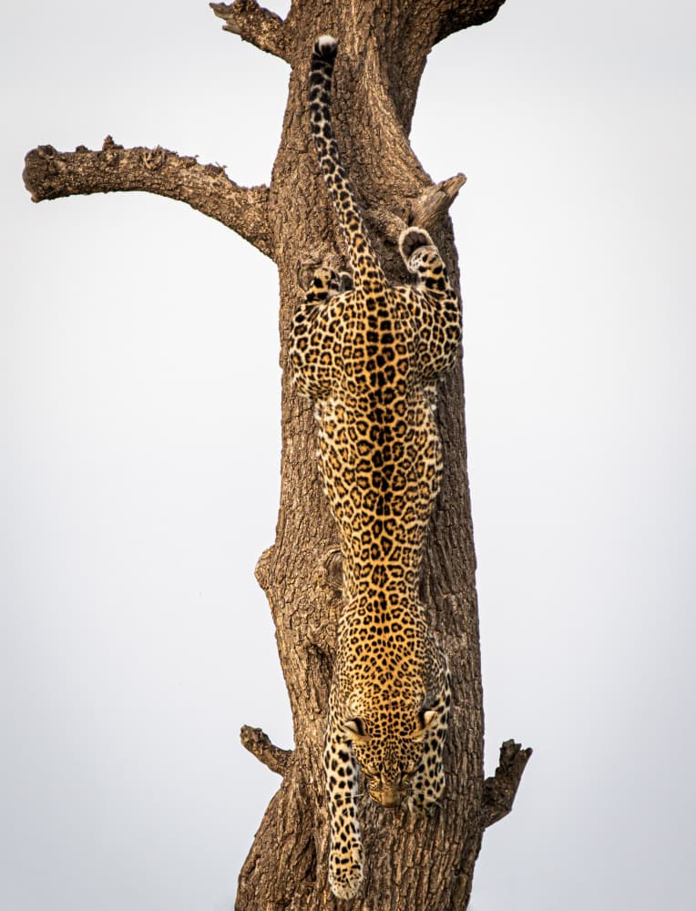 Leopard Descending Tree by Mike Taylor — canvas wall art