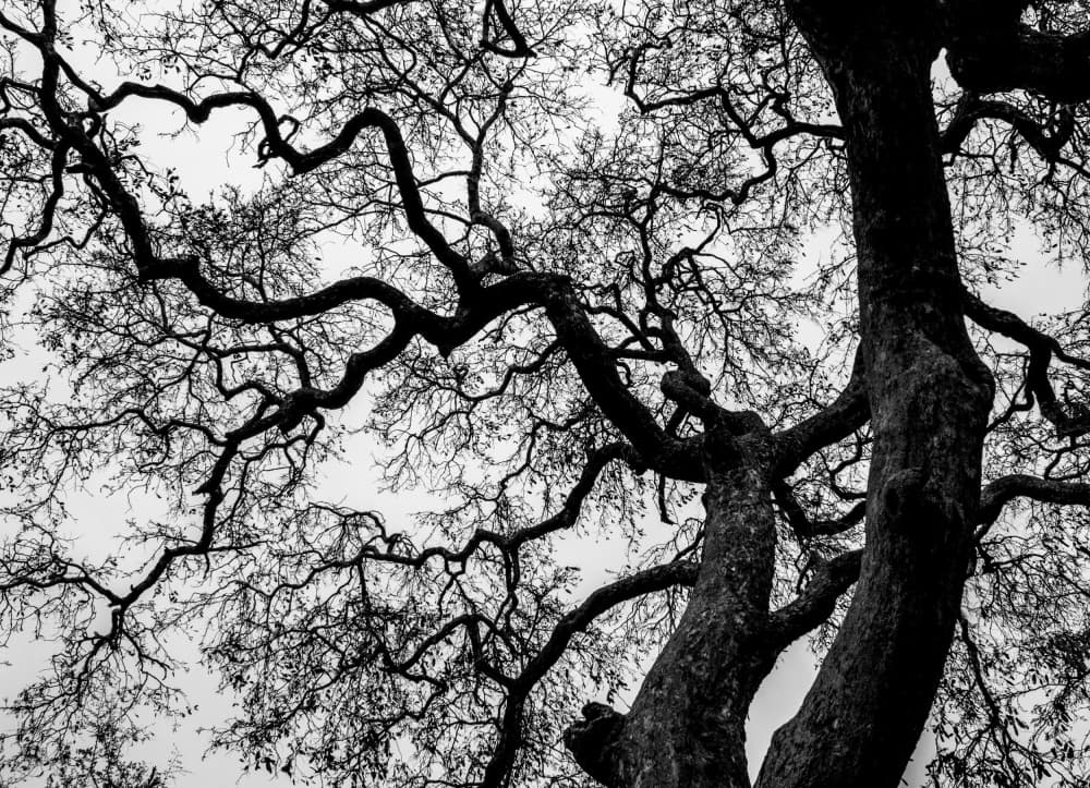 Twisted Winter Tree by Claudi Lourens — canvas wall art