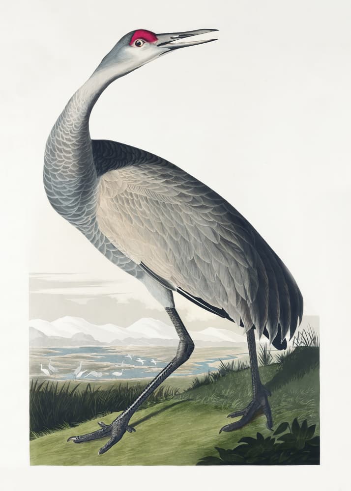 Hooping Crane From Birds of America (1827) by John James Audubon — canvas wall art
