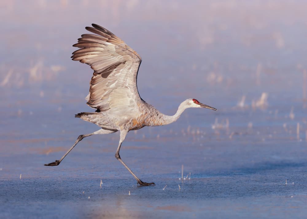 Sandhill Crane In Motion by James Lu — canvas wall art