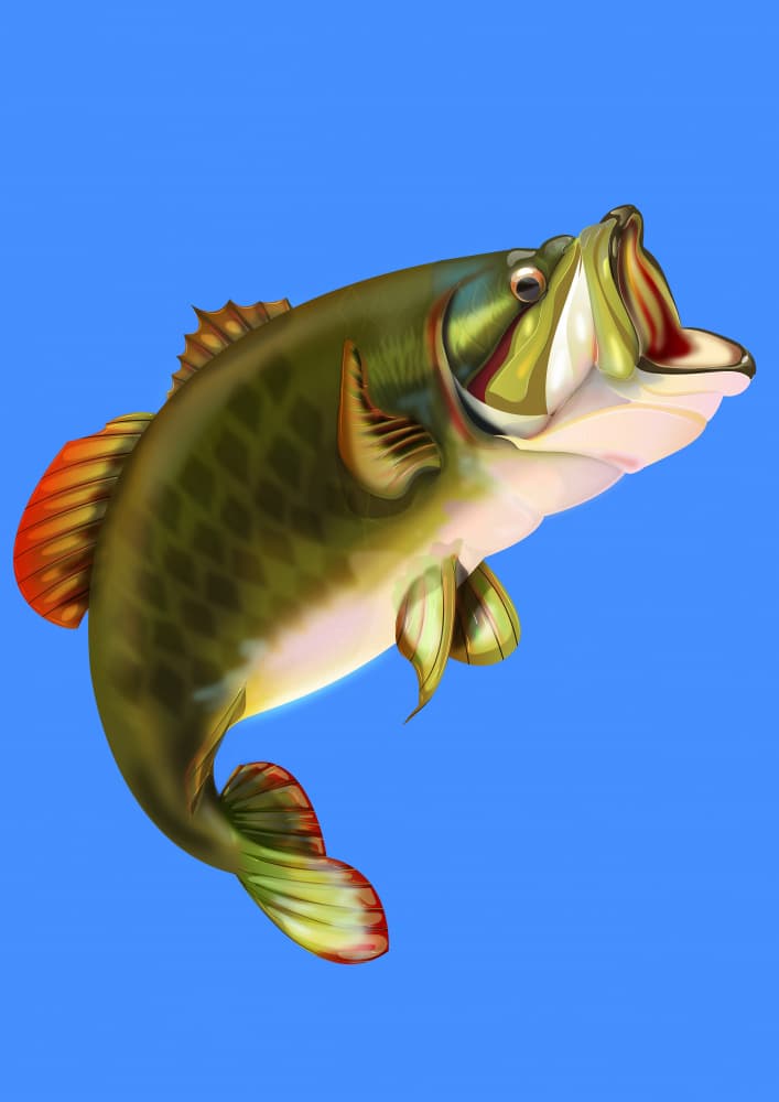 Jumping Largemouth Bass by Nicholas — canvas wall art