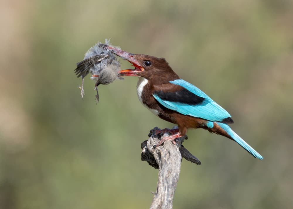 Blue Kingfisher Hunting by Eyal Amer — canvas wall art