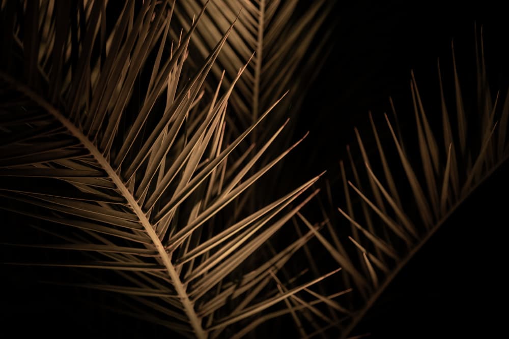 Golden Palm Fronds by Mareike Böhmer — canvas wall art