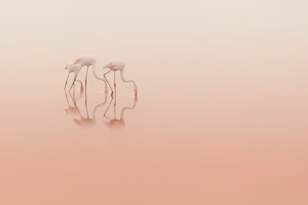 Pink Flamingos Reflections by Natalia Rublina — canvas wall art