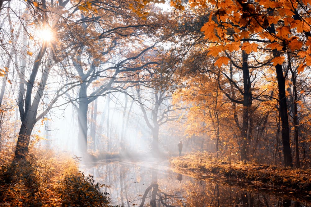 Misty Autumn Path by Dmitry Kulagin — canvas wall art