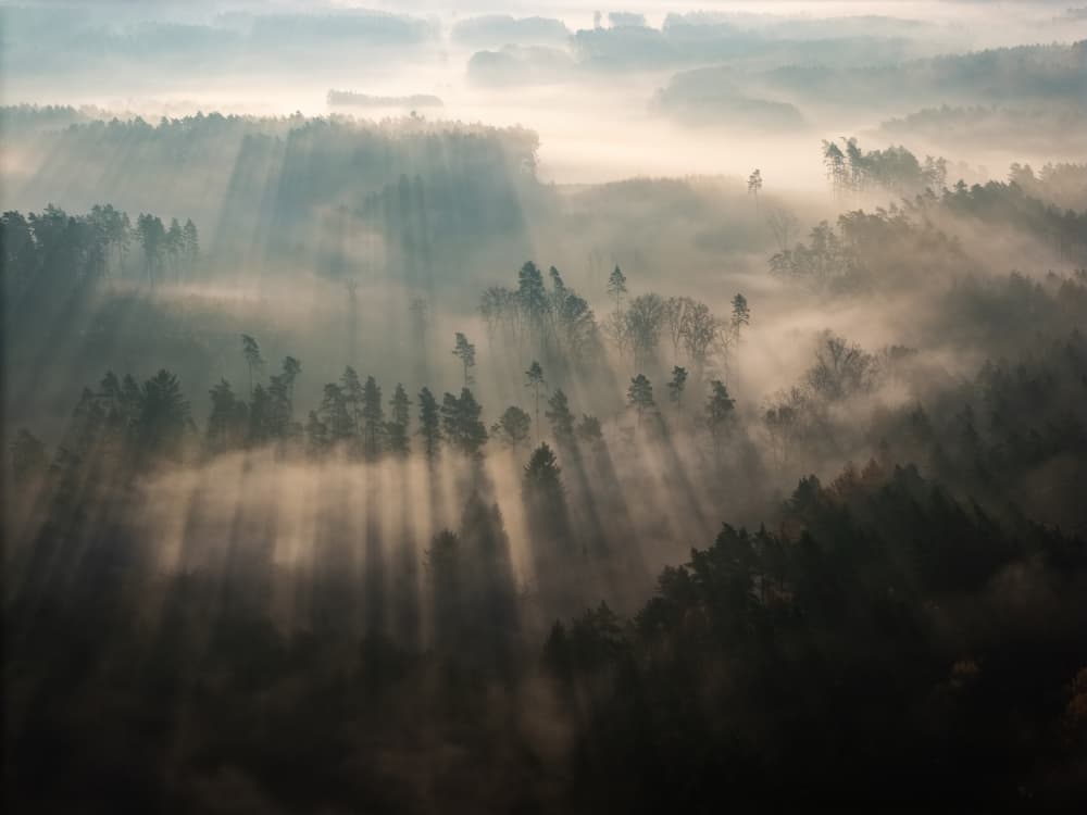 Sun Rays Through Misty Forest by Leszek Paradowski — canvas wall art