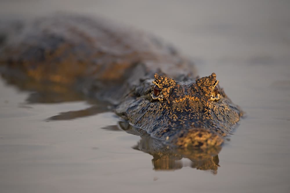 Lurking Caiman Eyes by Marco Pozzi — canvas wall art