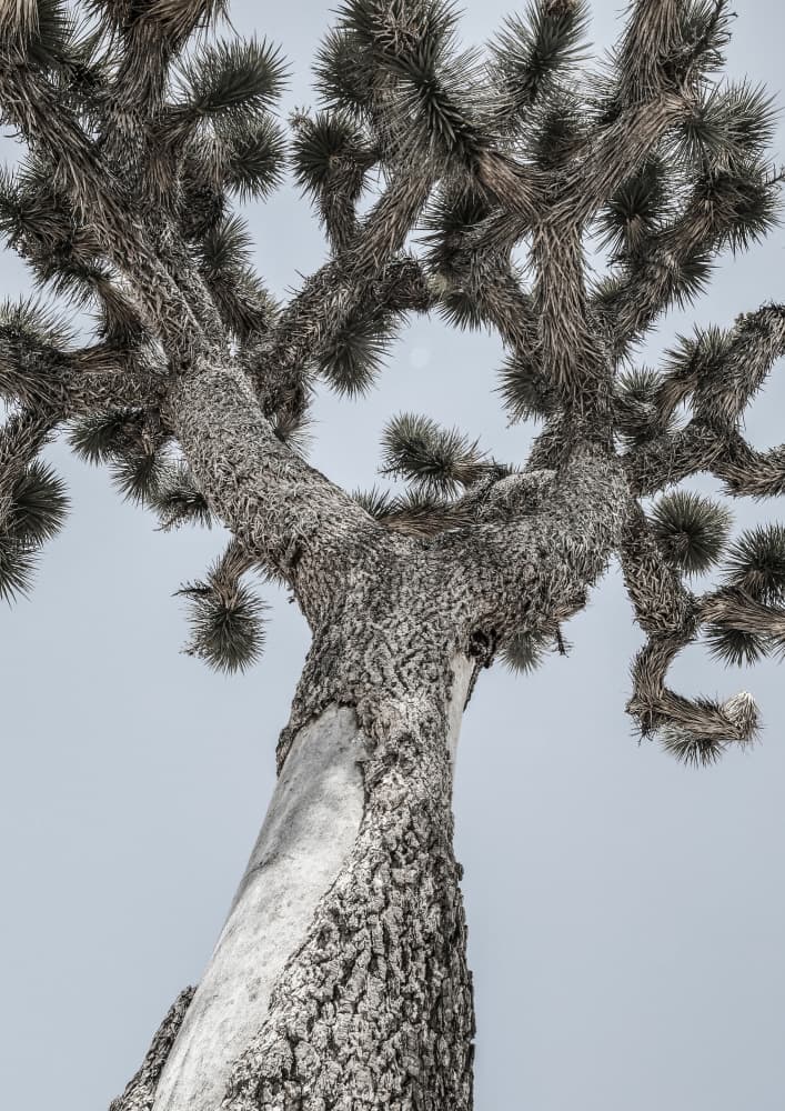 Twisting Desert Giant by Shot by Clint — canvas wall art
