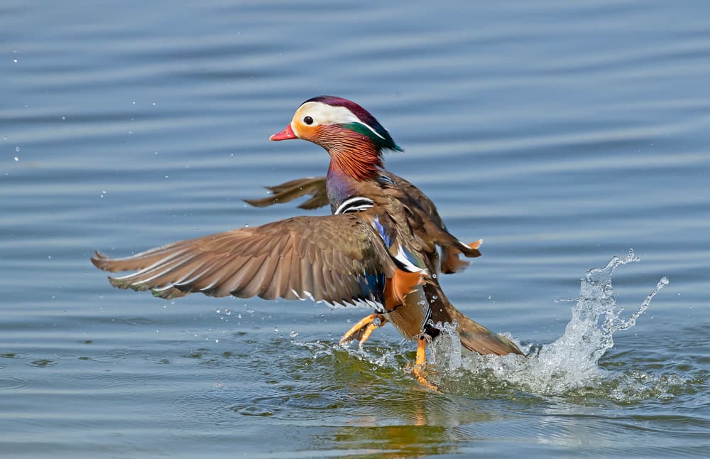 Mandarin Duck Takes Flight by Shlomo Waldmann — canvas wall art