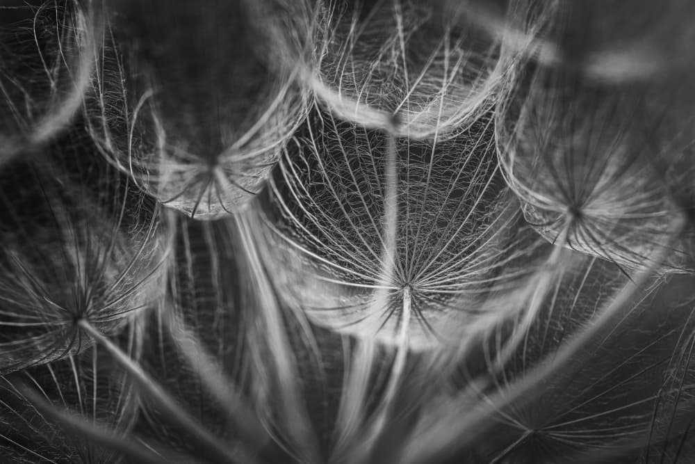 Delicate Dandelion Seeds by Lisa Zhang — canvas wall art