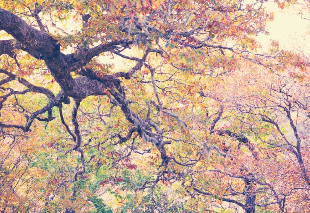 Autumn Canopy Colors by Courtney Crane — canvas wall art