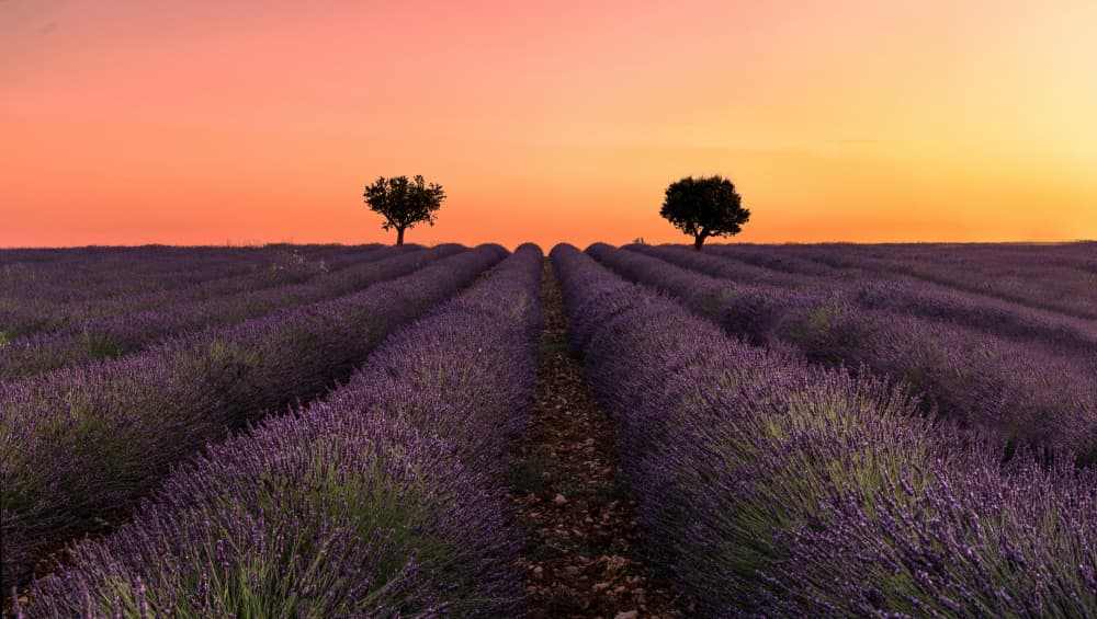 Lavender Field Sunset by Jie Jin — canvas wall art