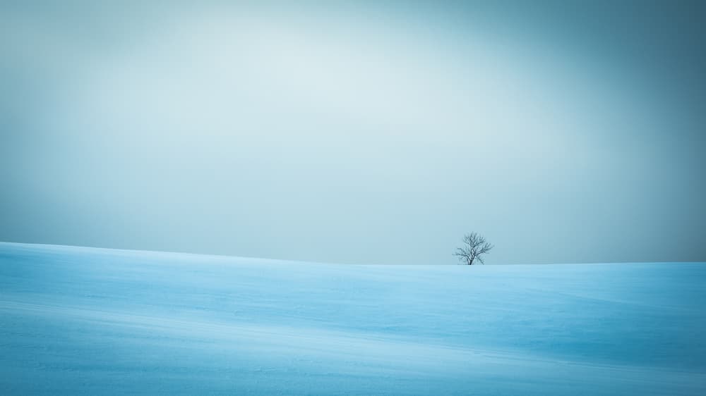 Solitary Winter Tree by Miroslaw Prybinski — canvas wall art