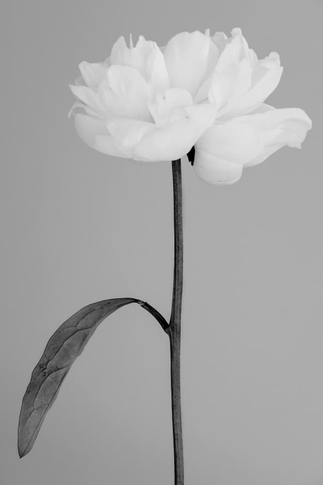 Elegant White Peony by Pictufy Studio III — canvas wall art