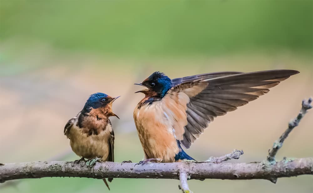 Barn Swallows Calling by Xiaobing Tian — canvas wall art