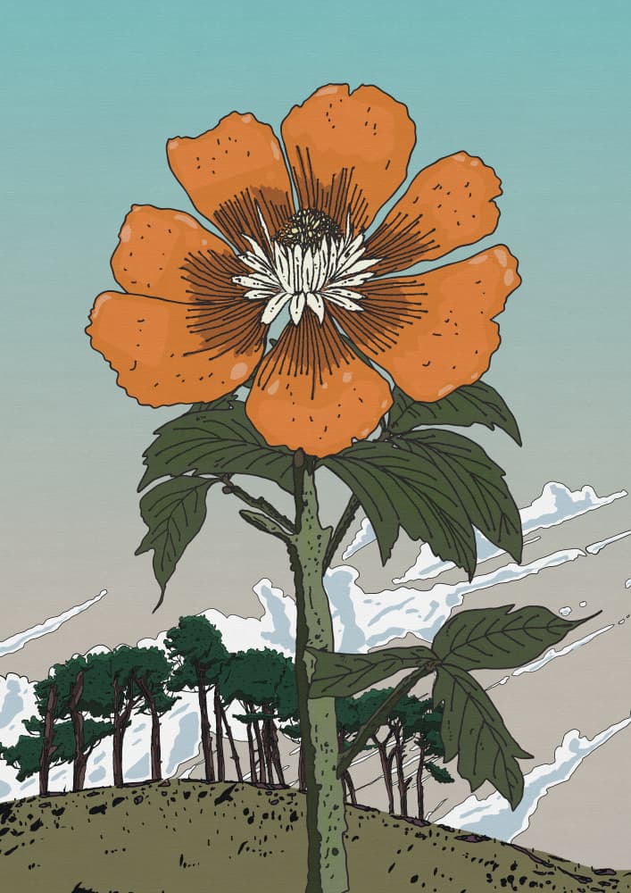 Orange Flower On Hill by Nicholas — canvas wall art