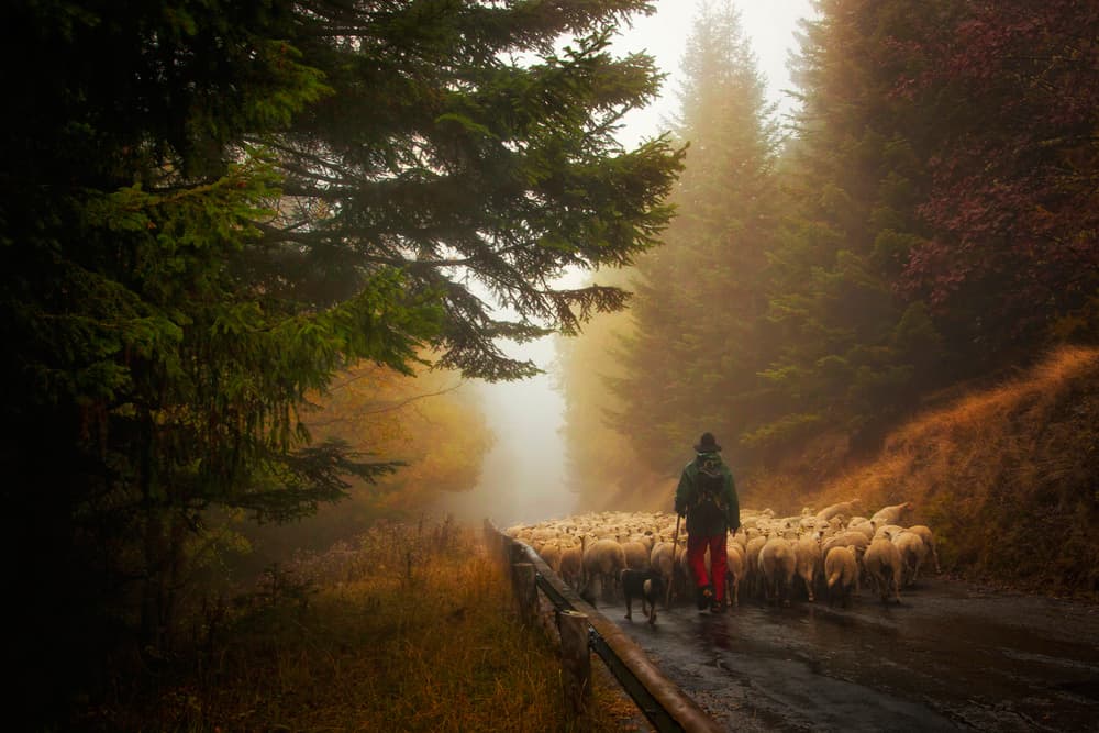Misty Forest Shepherd by GARCIA Dominik — canvas wall art