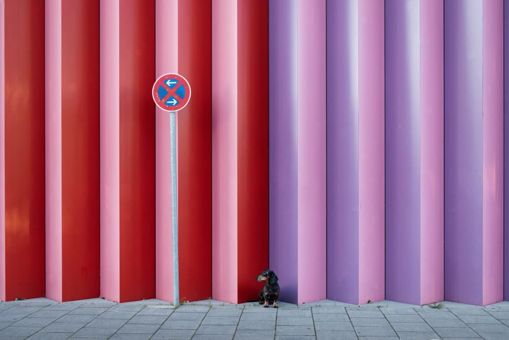 Dog by Striped Wall by Heike Willers — canvas wall art