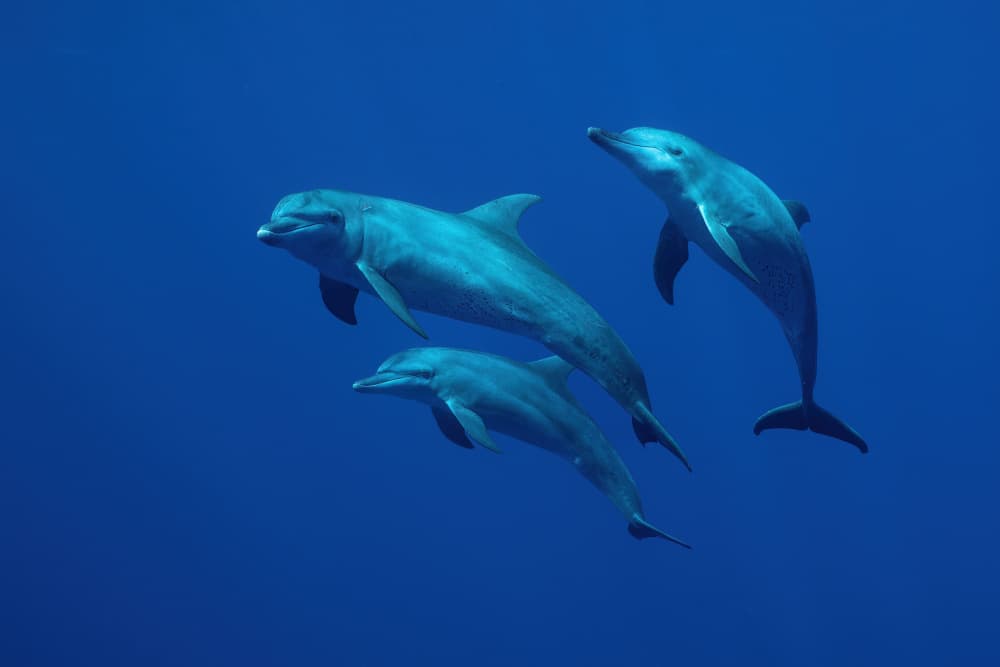 Three Dolphins Deep Blue by Serge Melesan — canvas wall art