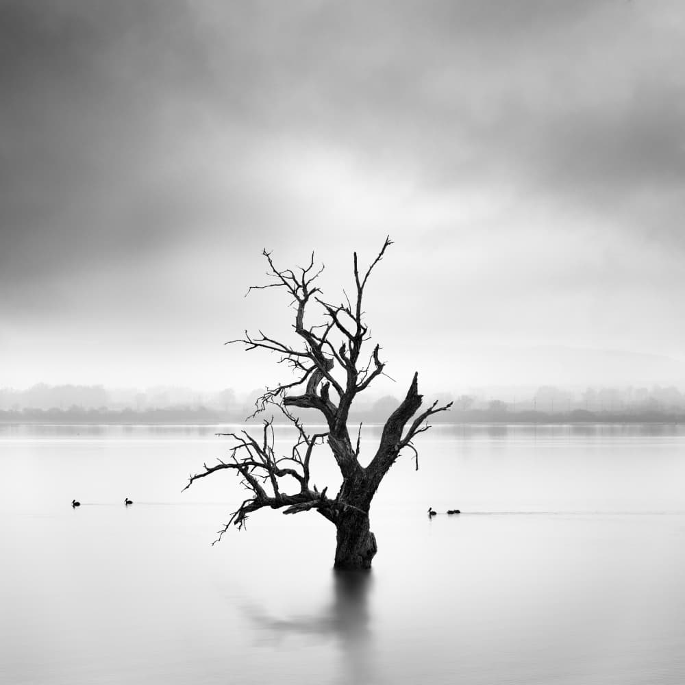 Solitary Lake Tree by George Digalakis — canvas wall art