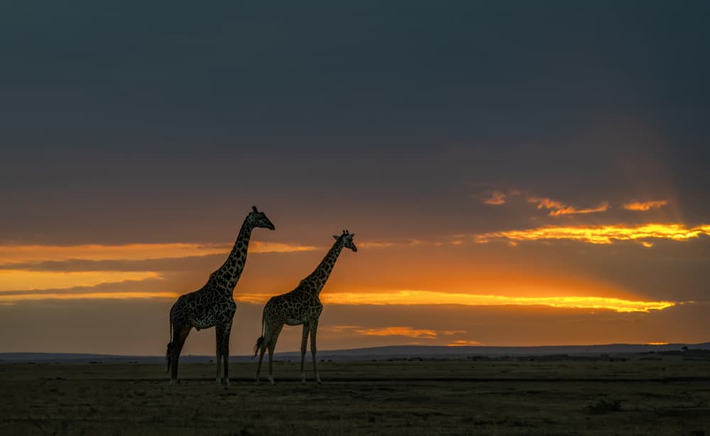 Majestic Giraffes Sunset by Judy Tseng — canvas wall art