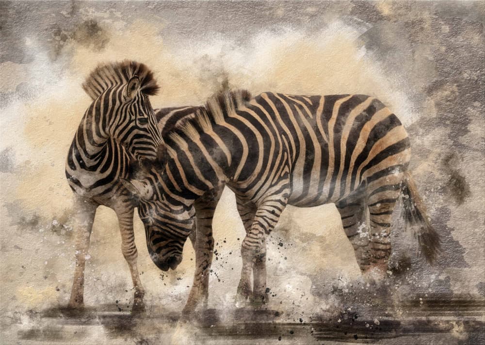 Serene Zebra Embrace by Charlaine Gerber — canvas wall art