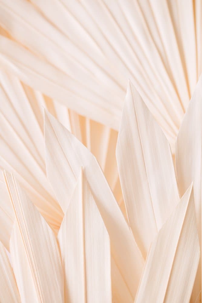 Dried Palm Leaf Texture by Pictufy Studio III — canvas wall art