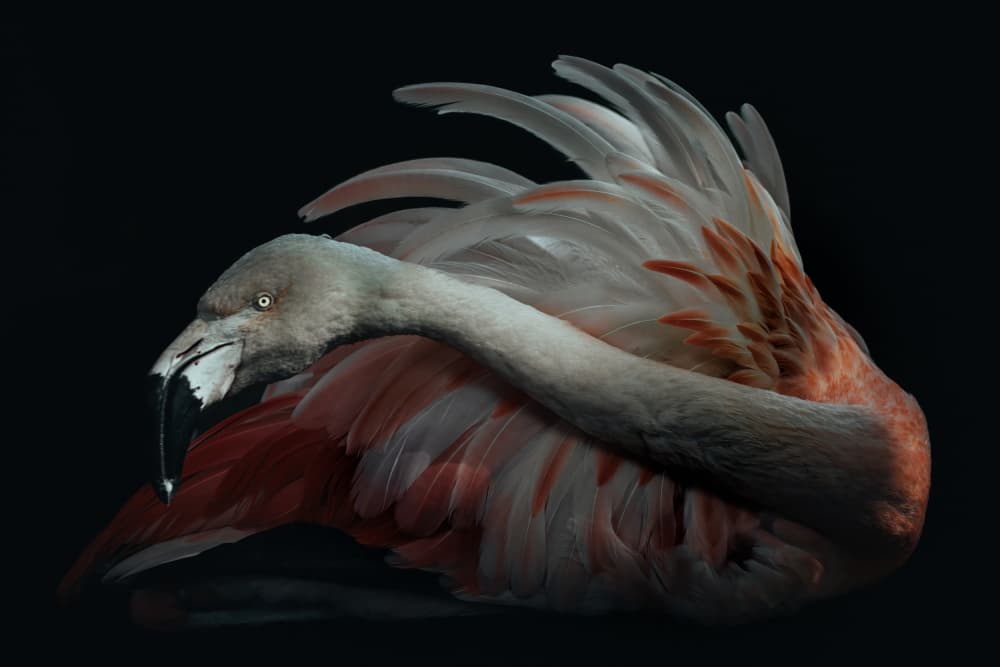 Elegant Pink Flamingo by Alex Zhao — canvas wall art