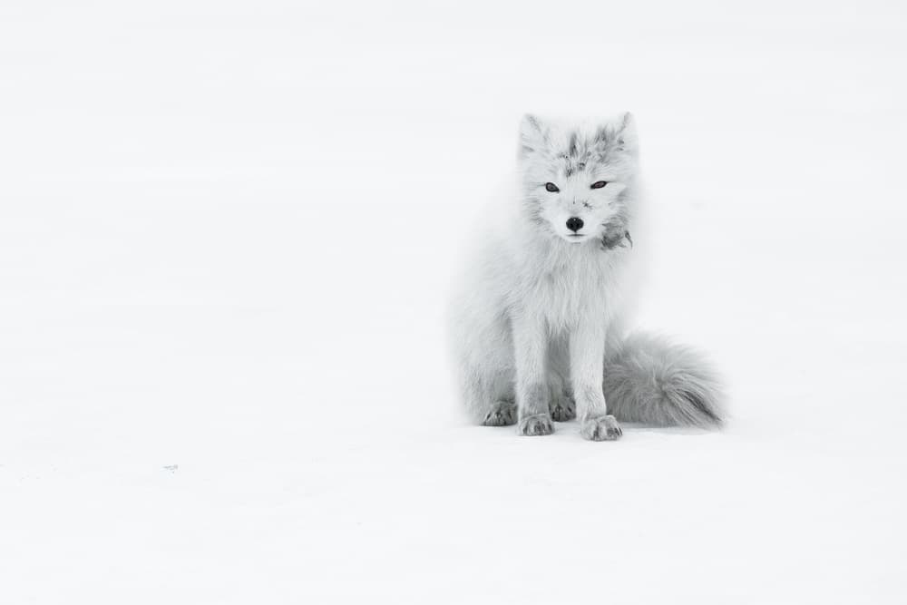 Arctic Fox In Snow by Roberto Marchegiani — canvas wall art