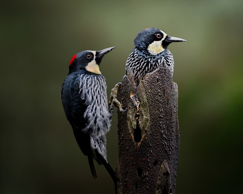 Acorn Woodpecker Pair by Lisandro PEREZ — canvas wall art
