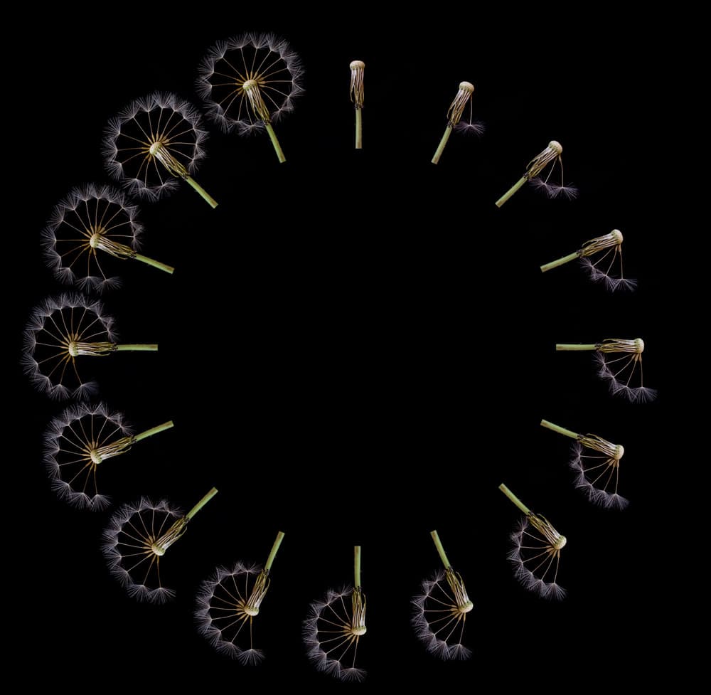 Dandelion Seed Cycle by Art Lionse — canvas wall art