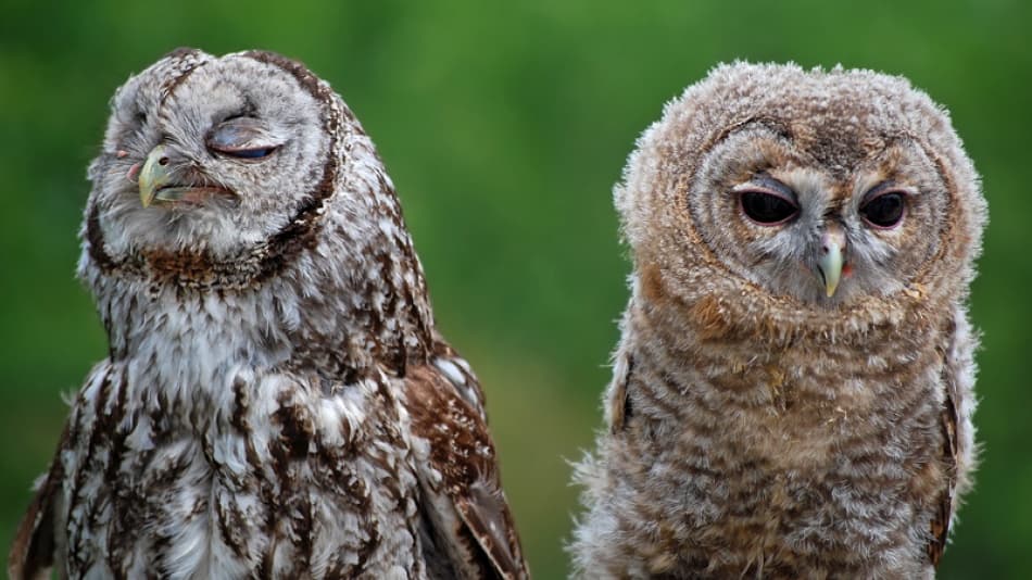 Two Sleepy Owls by adrifil — canvas wall art