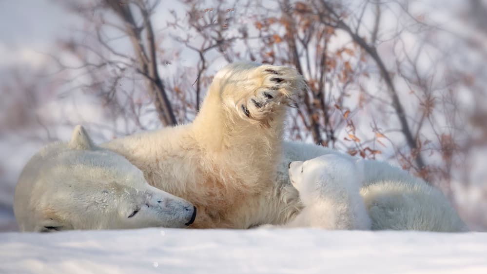 Polar Bear Mother and Cub by Fion Wong — canvas wall art