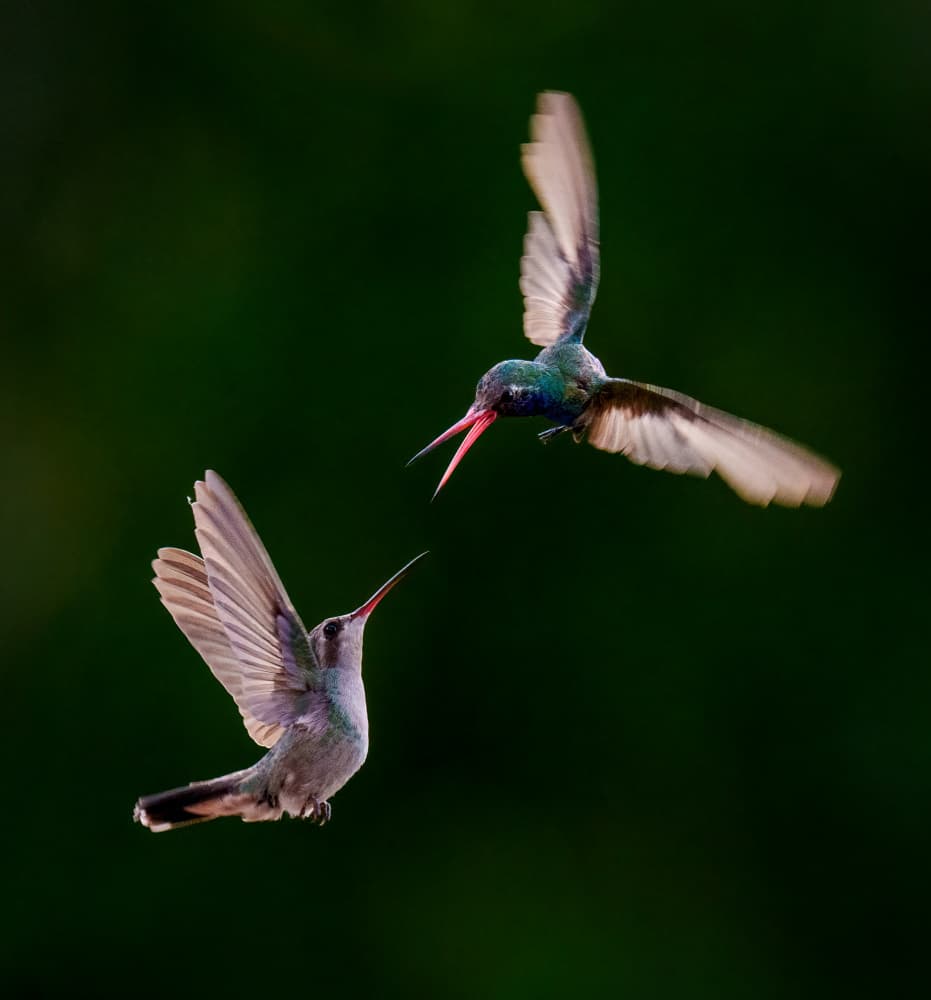 Hummingbird Aerial Duel by Serena Duan — canvas wall art