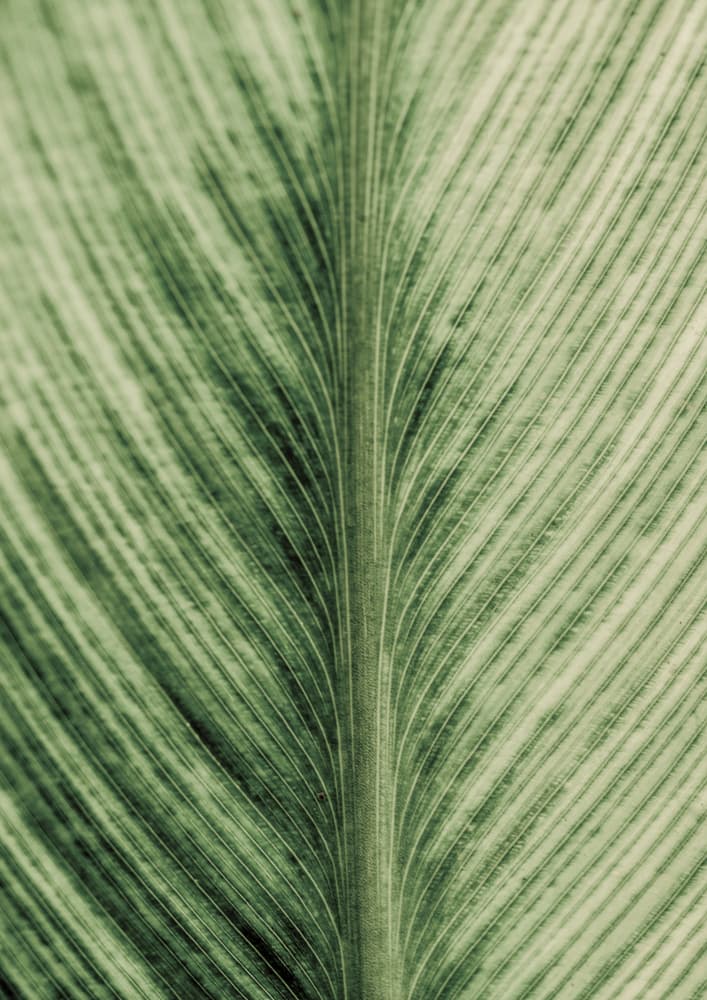 Verdant Veins by Shot by Clint — canvas wall art