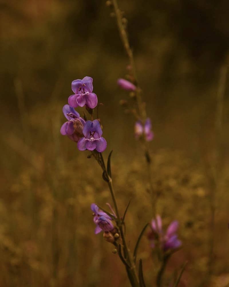 Delicate Purple Blooms by Del Mundo Imagery — canvas wall art