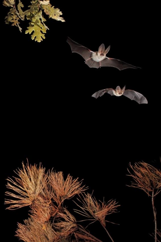 Nocturnal Bats Flying by Nicolás Merino — canvas wall art