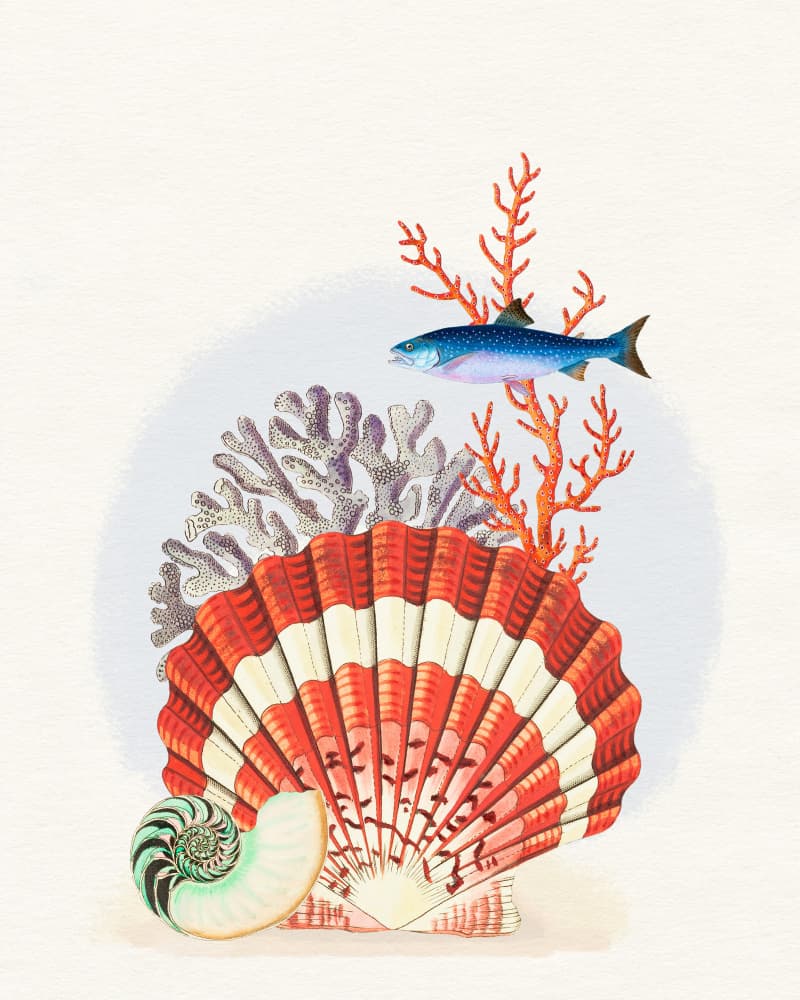 Scallop Shell Coral Fish by Wild Violets — canvas wall art