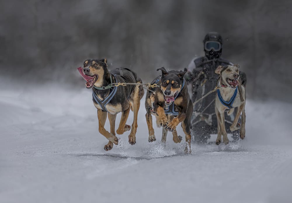 Sled Dogs Racing Through Snow by Molly Fu APA — canvas wall art